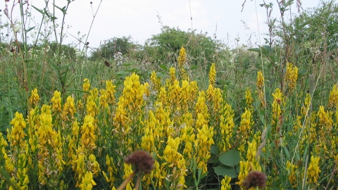 wooded pastures