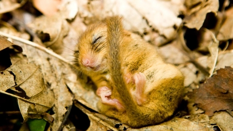 dormice
