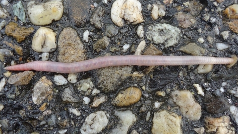 earthworms