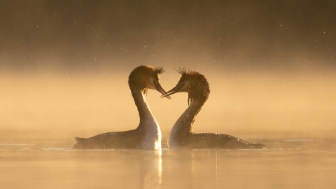 Great crested grebe courtship