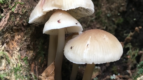fungi