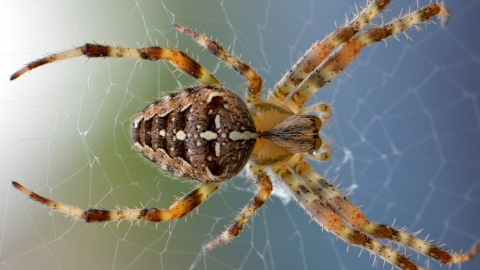 spider
