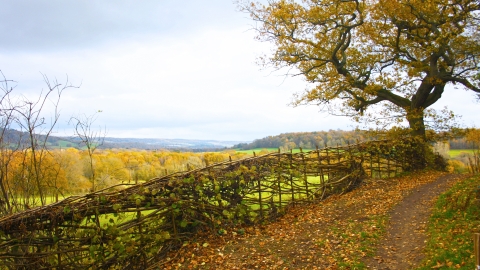 Chinthurst Hill