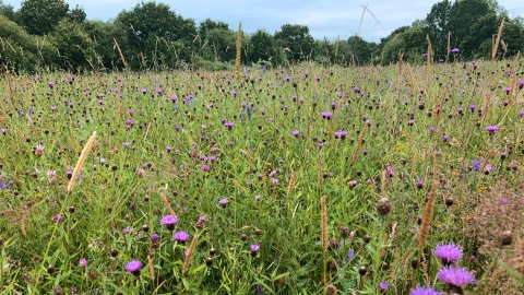Broadstreet Common