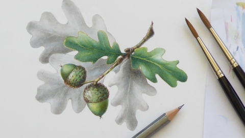 botanical drawing