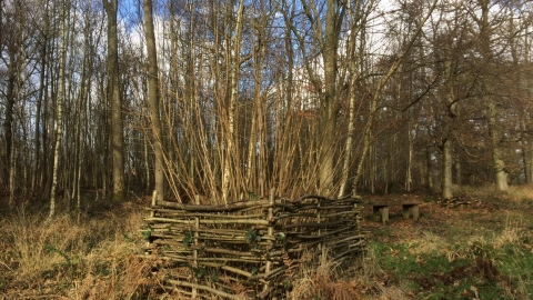 coppicing