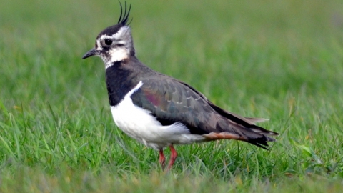 lapwing