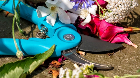 wildlife gardening