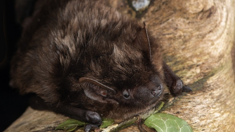 bat ecology1