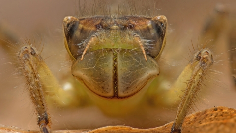 Pond creature