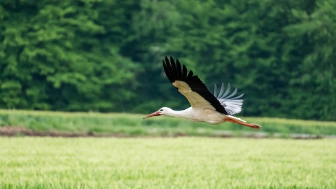 White Stork