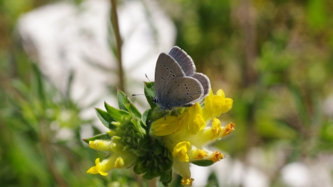 Small blue butterfly