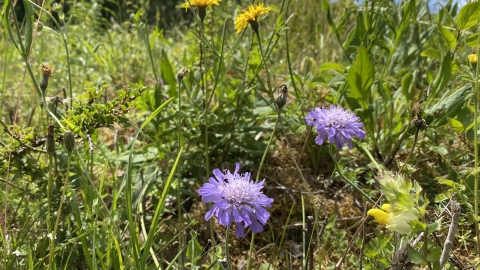 Scabious at Howell Hill