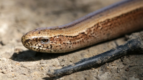 slow worm