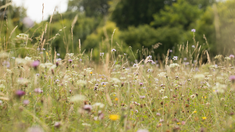 Sheepleas wildflower meadow