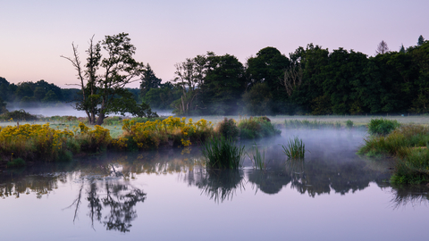 Thundry Meadows