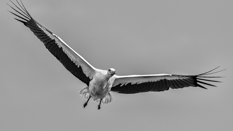 White Stork
