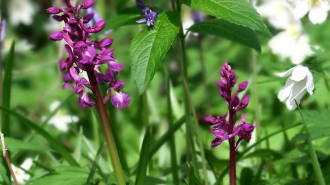 Early purple orchids