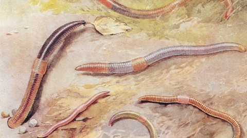 British Earthworms by Hilderic Friend