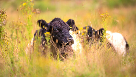 Belted galloway cattle
