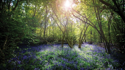 Cucknell's Wood