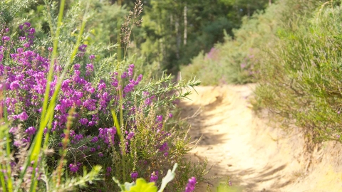 Brentmoor Heath