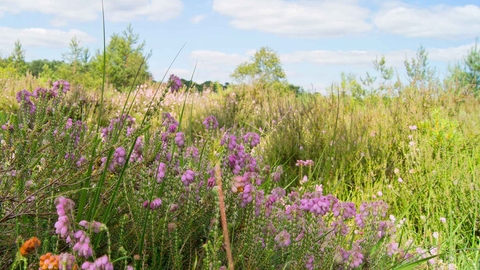 Brentmoor Heath