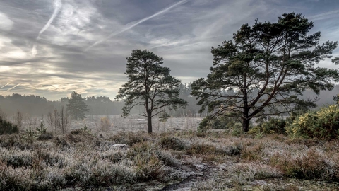 Brentmoor Heath