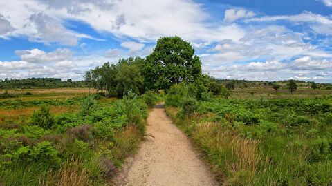 Chobham Common