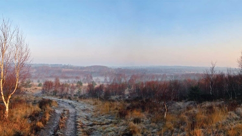 Winter Chobham Common