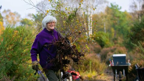 Volunteers tree popping scrub