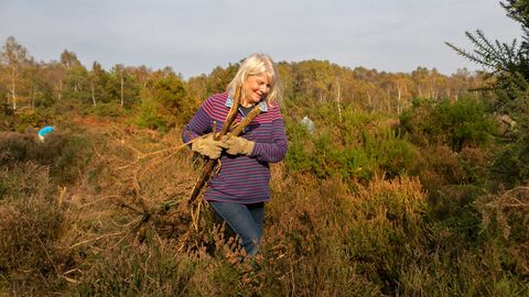 Volunteer dragging cut scrub