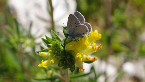 Small blue butterfly