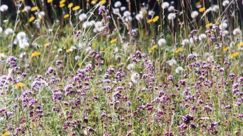 Wild Marjoram