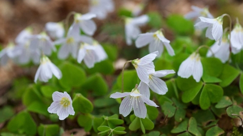 Wood sorrel