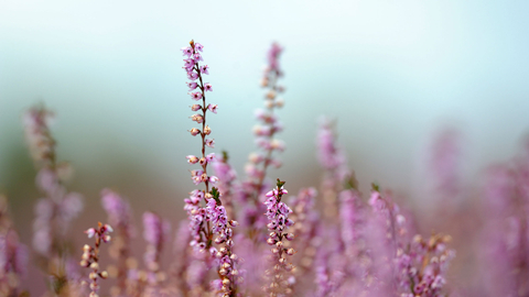 Heather