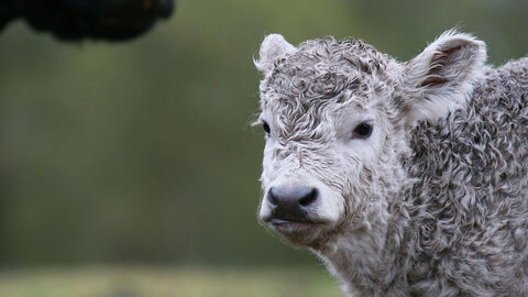 Belted galloway calf