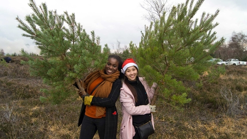Pick a pine