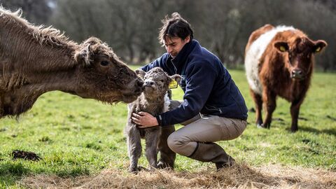 Belted galloway calf