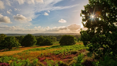 Puttenham Common
