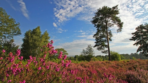 Rodborough Common