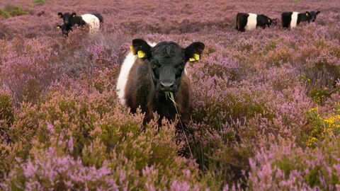 Belted Galloway Cattle