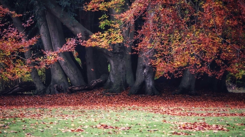 Sheepleas in Autumn