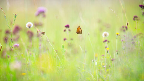 Chalk Grassland