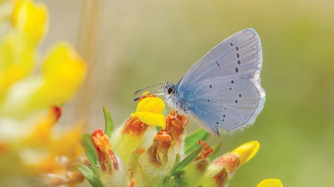 Small blue butterfly