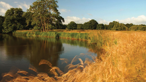 Thundry Meadows