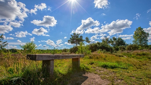 Bench on Whitmoor Common