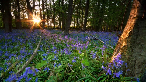 Bluebell wood
