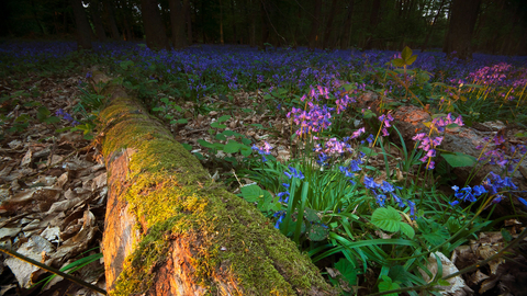 Bluebell wood