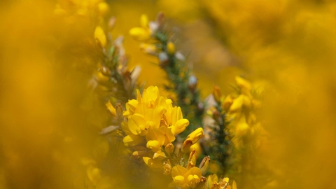 Gorse